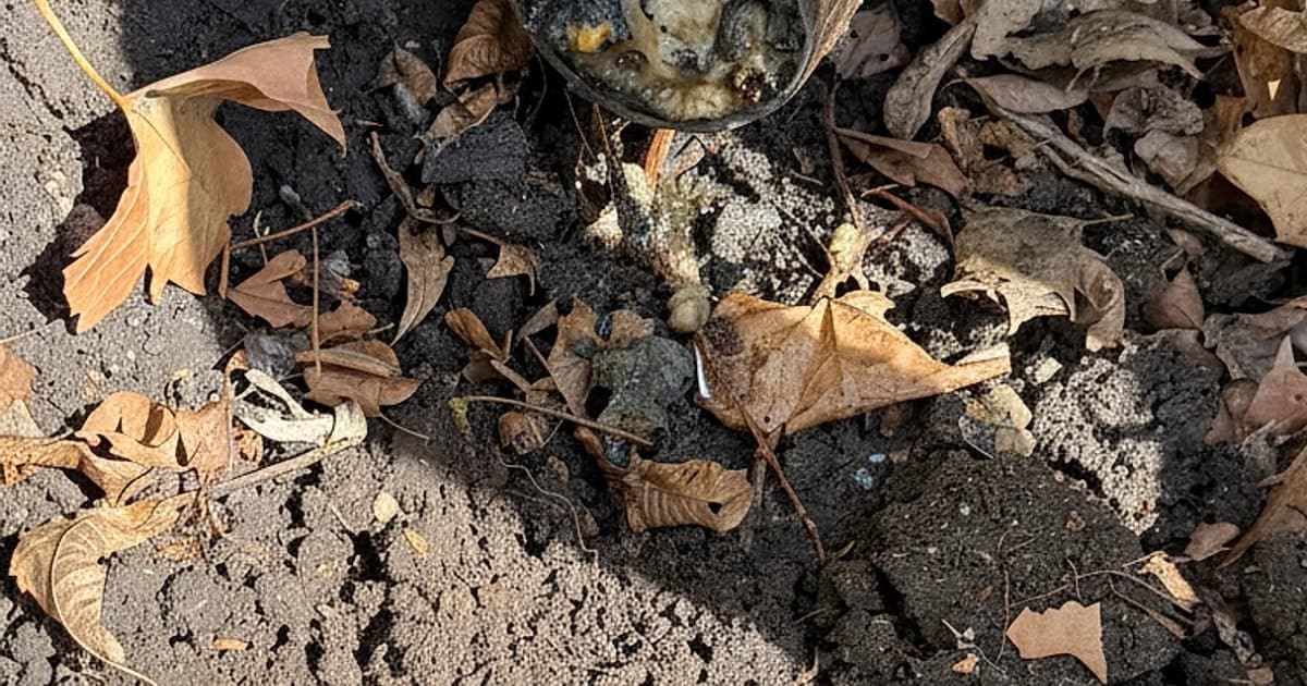 Five Drainage Problems Property Owners See in Central Texas