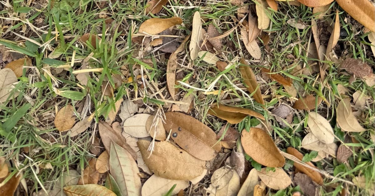 Identify & Fix Outdoor Leaks: Hose Bibs & Valves