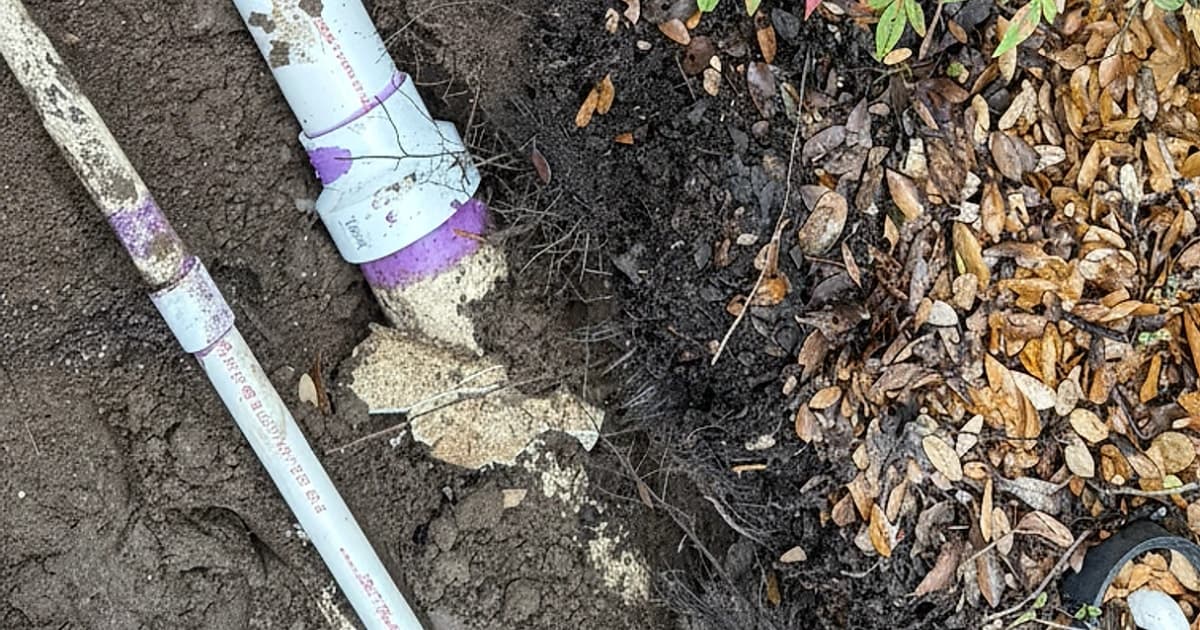 How Tree Roots Can Damage Your Home's Plumbing